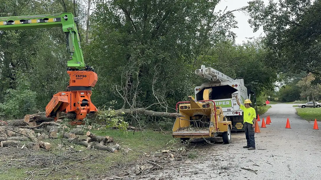 Grapple saw carrying a whole limb to the chipper.